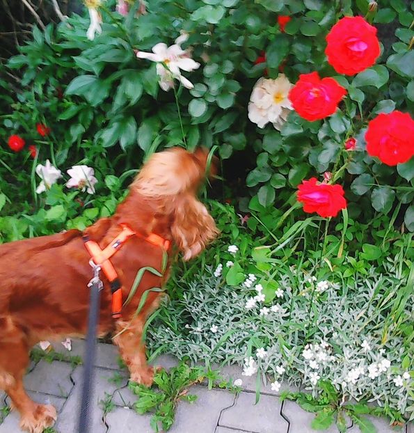 Nuovo_1_Photo4865 - Gradinuta mea