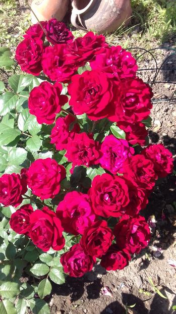  - Trandafiri-2 anul 2017