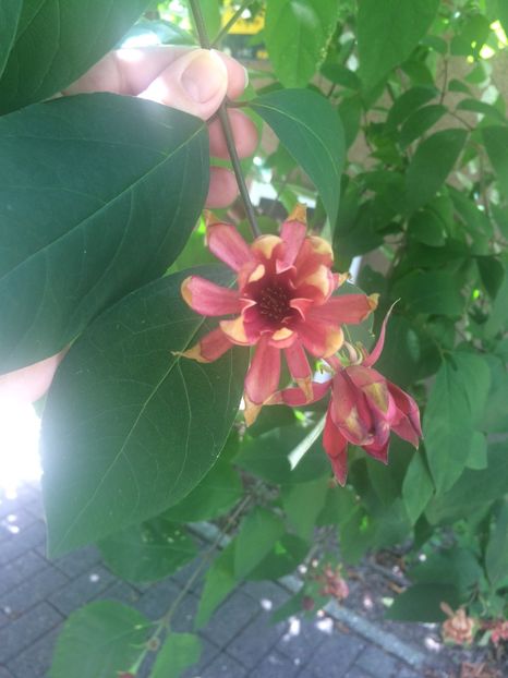 8.07.2017 Calycanthus - A-Ajutor la identificat violete si alte plante