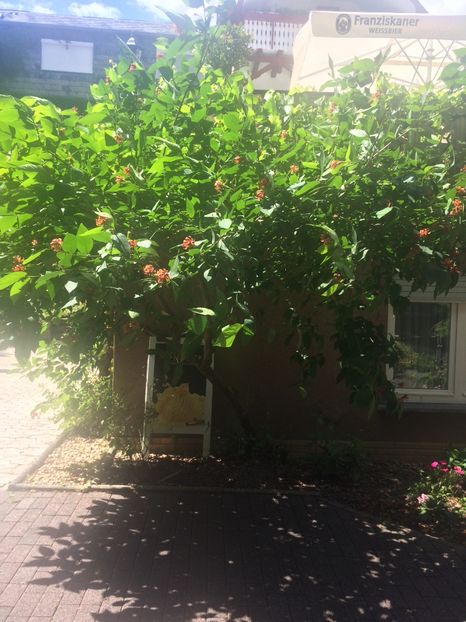 8.07.2017 - A-Ajutor la identificat violete si alte plante