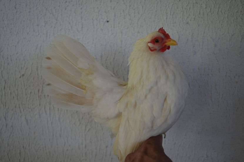 Serama - 6 - Diverse