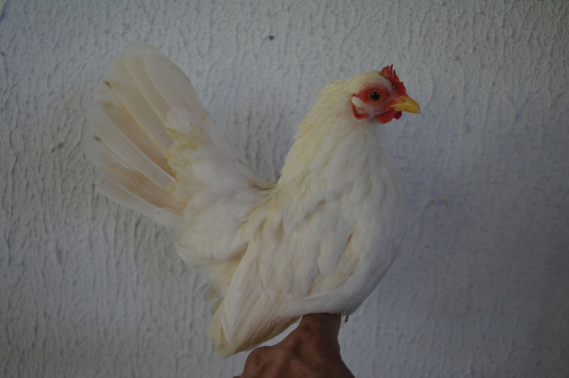 cu adevarat - 6 - Diverse