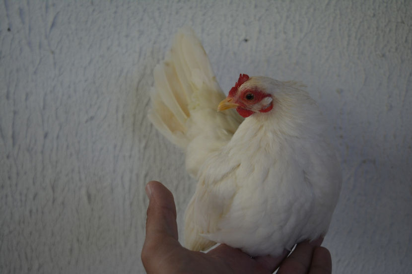 cea mai mica gaina - 6 - Diverse