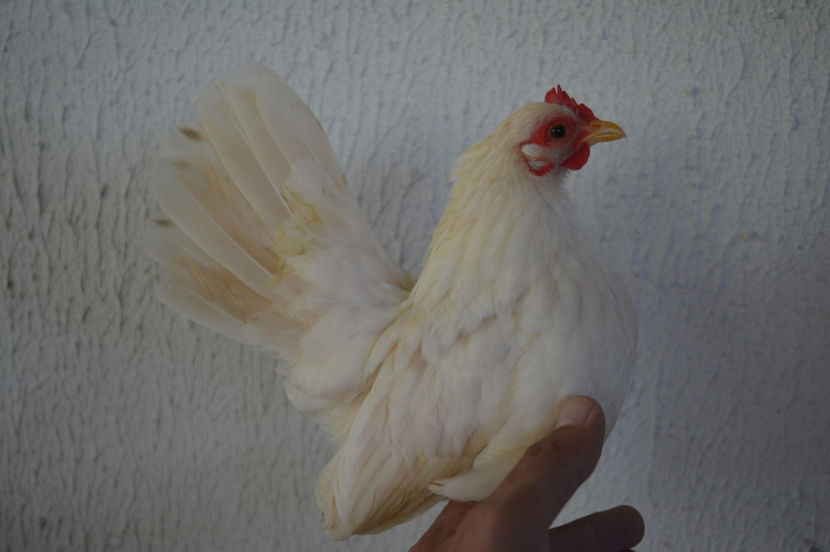 din lume - 6 - Diverse