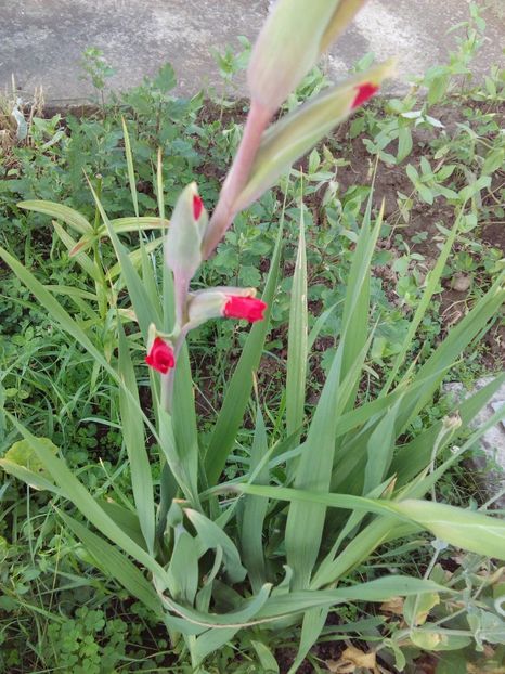  - AAAA_GLADIOLE 2015_2017_2018_2019