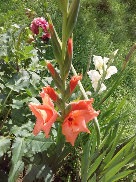  - AAAA_GLADIOLE 2015_2017_2018_2019