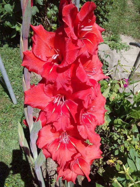  - AAAA_GLADIOLE 2015_2017_2018_2019