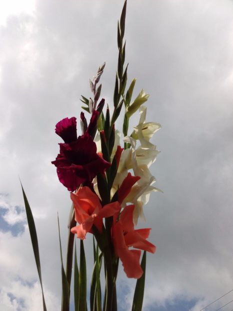  - AAAA_GLADIOLE 2015_2017_2018_2019