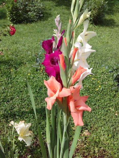  - AAAA_GLADIOLE 2015_2017_2018_2019