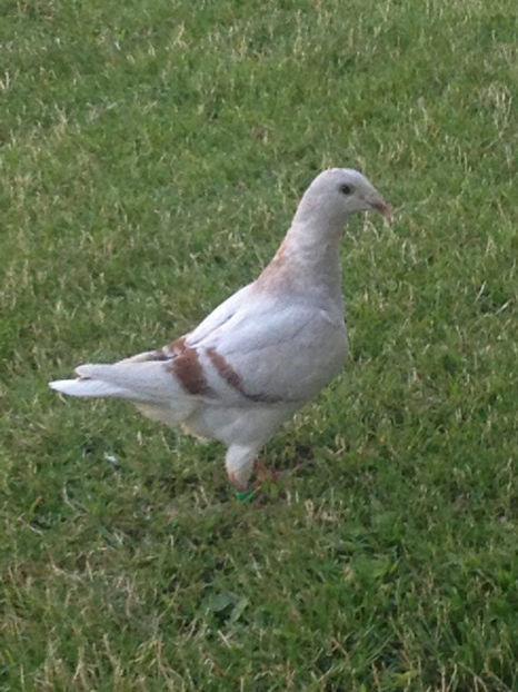  - a-Pui Standard 2017