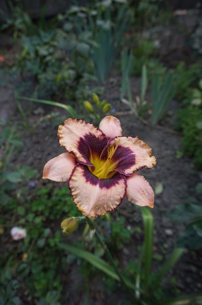  - Hemerocallis 2017