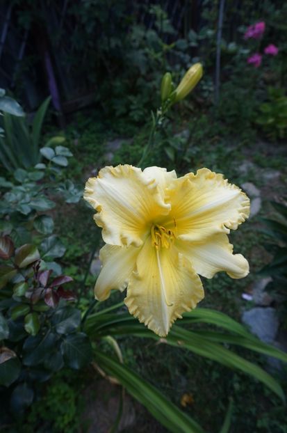  - Hemerocallis 2017
