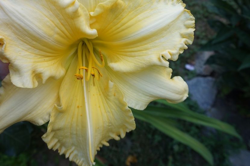 Yazoo Elsie Hinston - Hemerocallis 2017