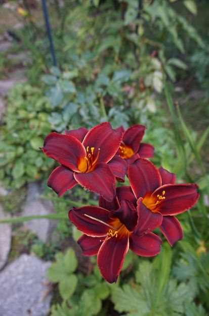 Ed Murray - Hemerocallis 2017