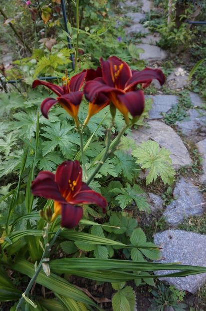  - Hemerocallis 2017