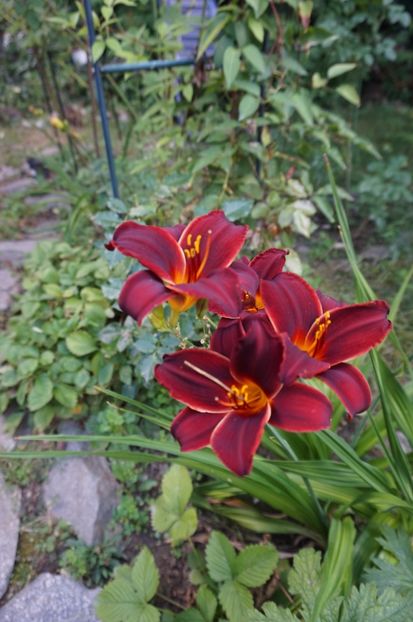  - Hemerocallis 2017