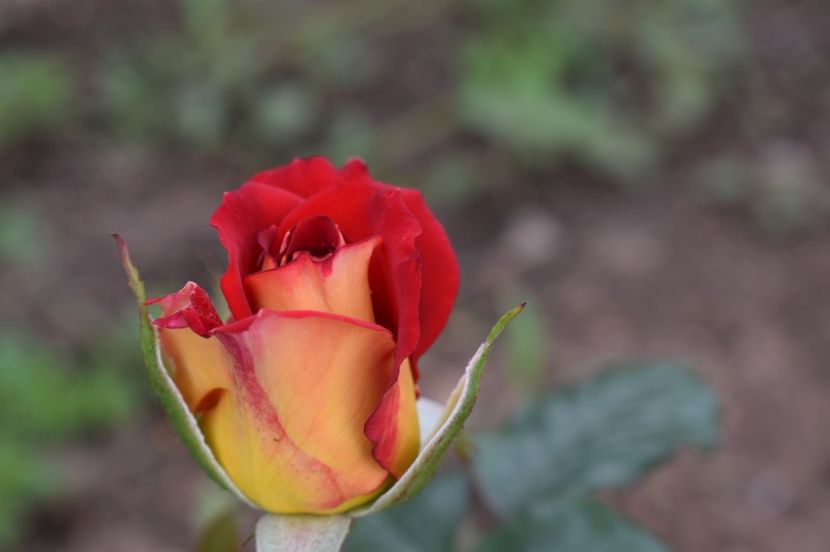  - TRANDAFIRI DE POVESTE I