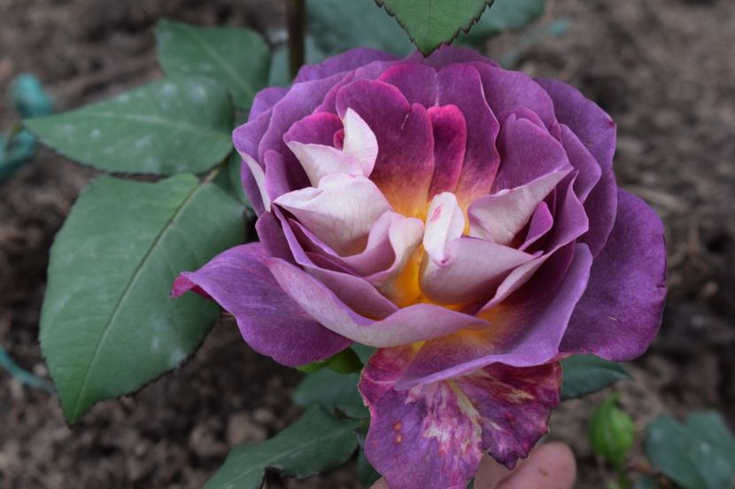  - TRANDAFIRI DE POVESTE I