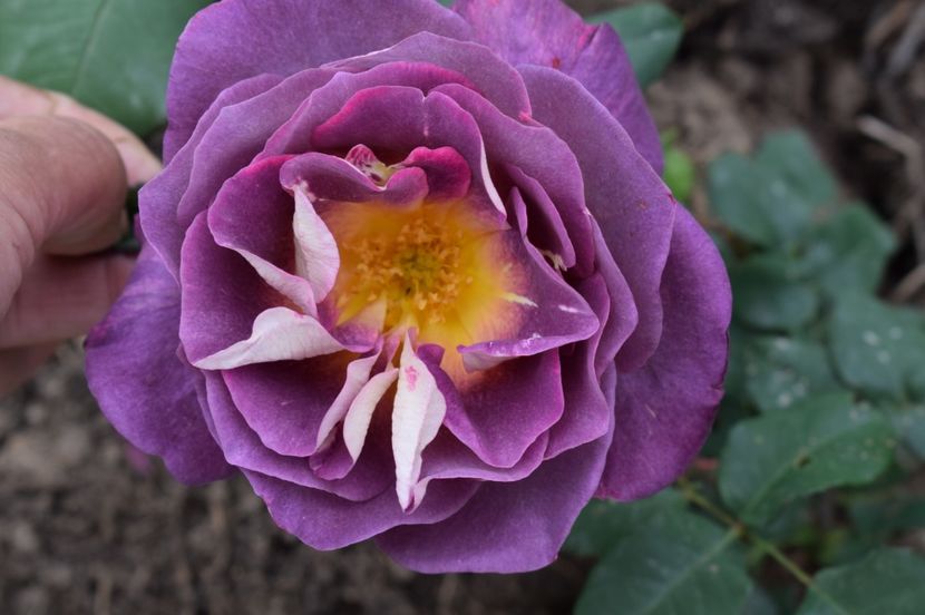  - TRANDAFIRI DE POVESTE I