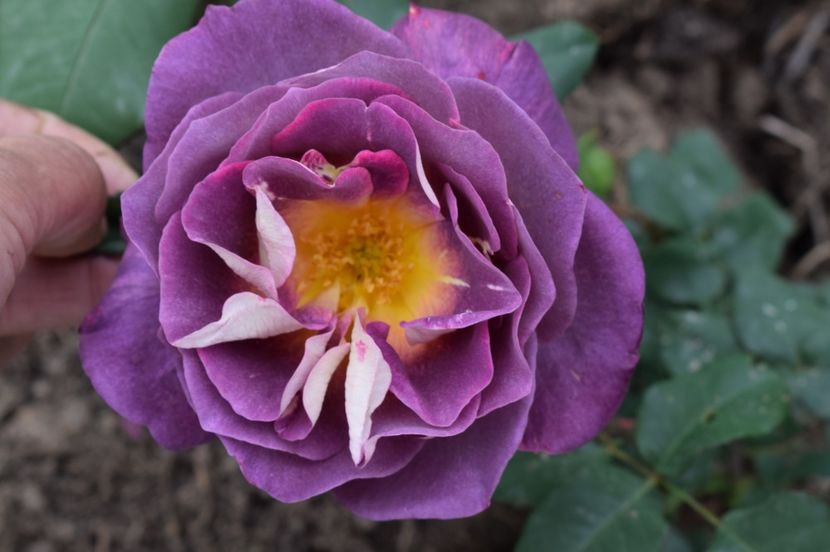  - TRANDAFIRI DE POVESTE I