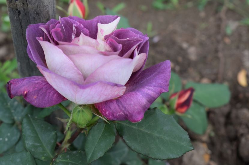  - TRANDAFIRI DE POVESTE I