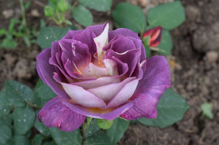  - TRANDAFIRI DE POVESTE I