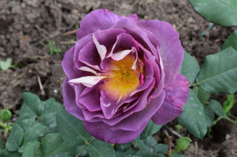  - TRANDAFIRI DE POVESTE I