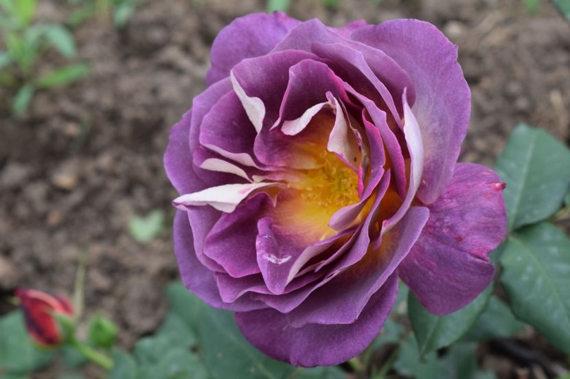  - TRANDAFIRI DE POVESTE I