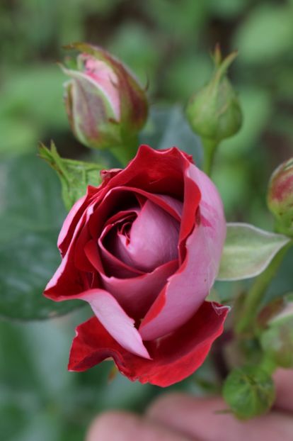  - TRANDAFIRI DE POVESTE I