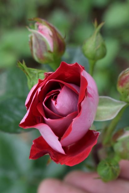  - TRANDAFIRI DE POVESTE I