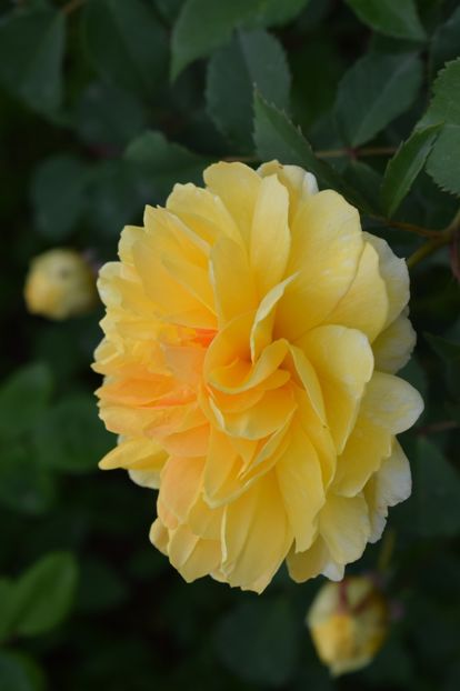  - TRANDAFIRI DE POVESTE I