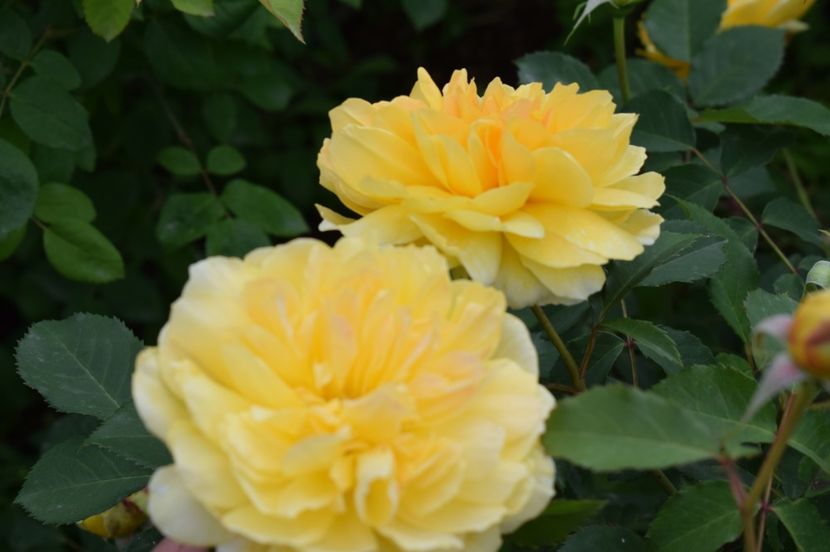  - TRANDAFIRI DE POVESTE I