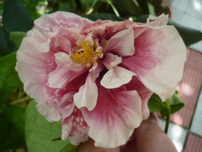 P1330591 - HIBISCUSI 2017-2