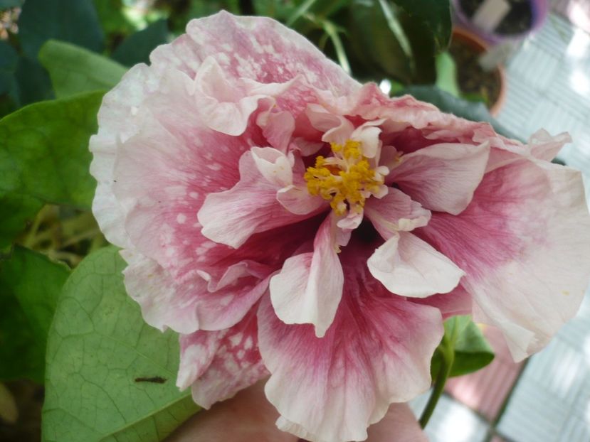 P1330592 - HIBISCUSI 2017-2