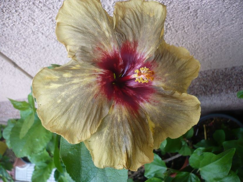 P1330593 - HIBISCUSI 2017-2