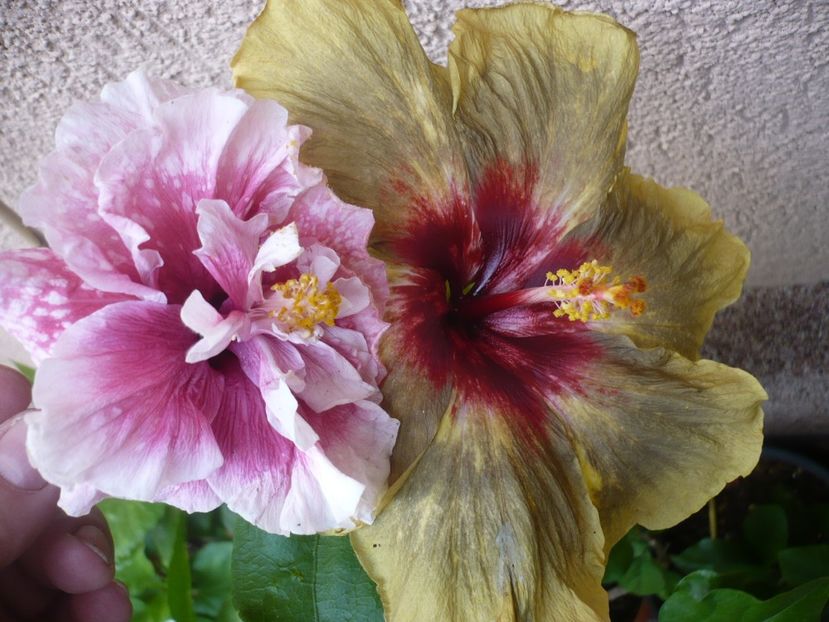 P1330594 - HIBISCUSI 2017-2