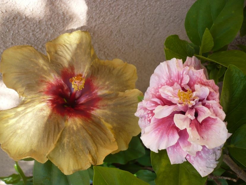 P1330599 - HIBISCUSI 2017-2