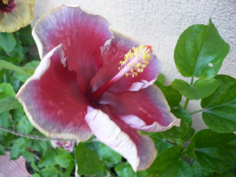 P1330620 - HIBISCUSI 2017-2