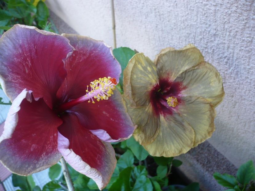 P1330622 - HIBISCUSI 2017-2