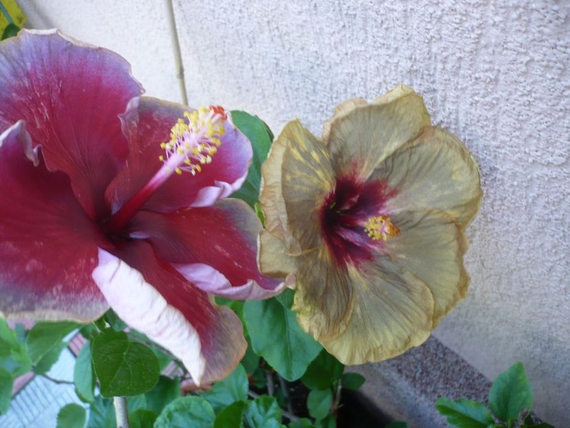 P1330623 - HIBISCUSI 2017-2