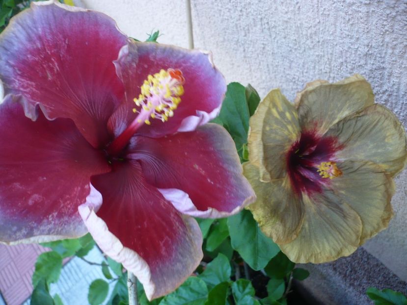 P1330624 - HIBISCUSI 2017-2