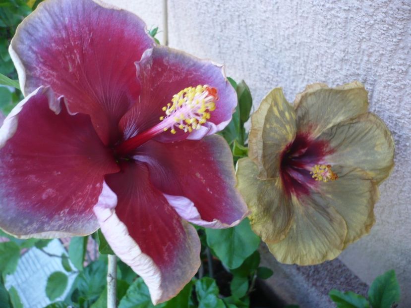 P1330625 - HIBISCUSI 2017-2