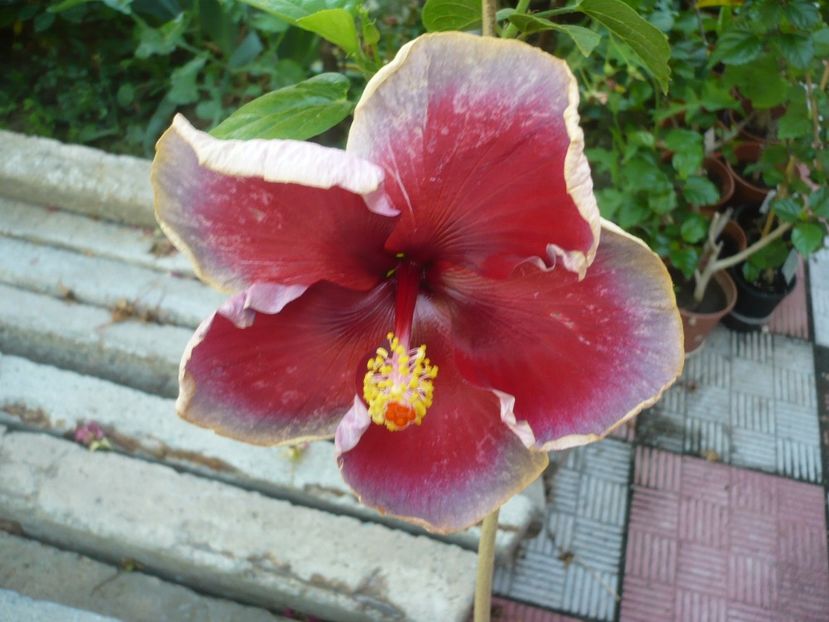 P1330627 - HIBISCUSI 2017-2