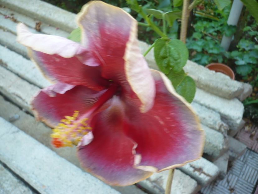 P1330628 - HIBISCUSI 2017-2