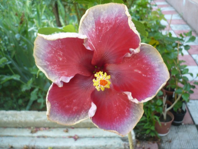 P1330630 - HIBISCUSI 2017-2