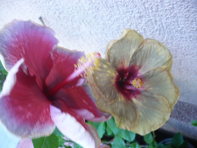 P1330631 - HIBISCUSI 2017-2