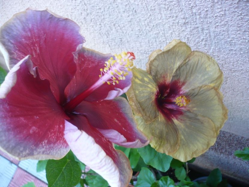 P1330632 - HIBISCUSI 2017-2