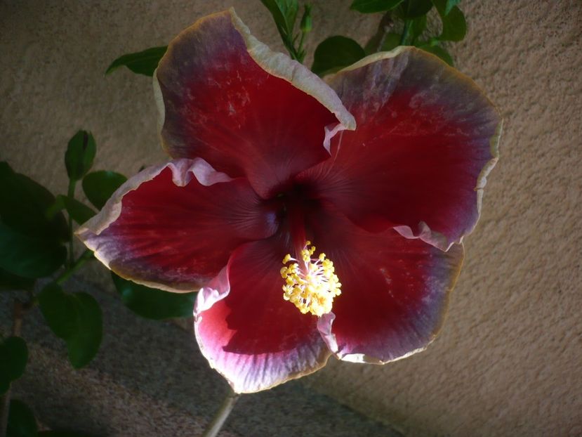 P1330635 - HIBISCUSI 2017-2