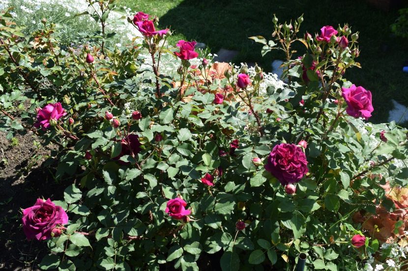  - TRANDAFIRI DE POVESTE I