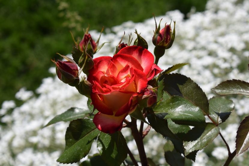  - TRANDAFIRI DE POVESTE I